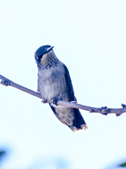 Archilochus alexandri