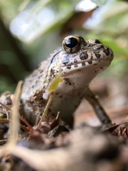 Fejervarya kawamurai