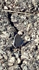 Hemiargus ceraunus
