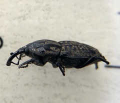 Sphenophorus cariosus