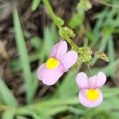Nemesia fruticans