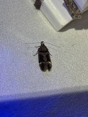 Pseudochelaria manzanitae