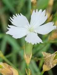 Dianthus mooiensis