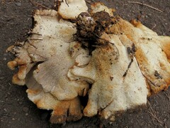 Bondarzewia occidentalis