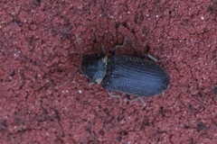 Hadrobregmus pertinax