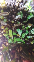 Bulbophyllum pygmaeum