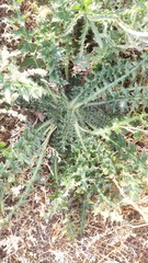 Carduus uncinatus
