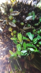 Bulbophyllum pygmaeum