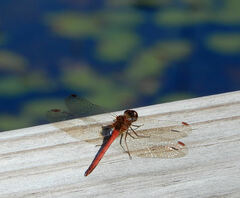 Sympetrum internum