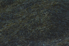 Fucus vesiculosus