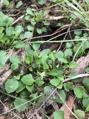 Viola cleistogamoides