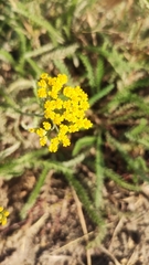 Achillea micrantha