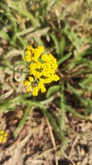 Achillea micrantha