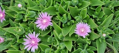 Delosperma ashtonii
