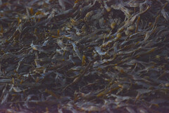 Fucus vesiculosus