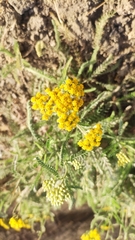 Achillea micrantha
