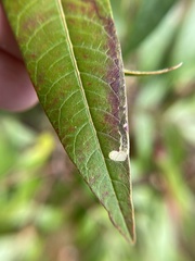 Stigmella intermedia