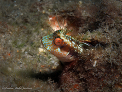 Parablennius marmoreus