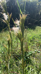 Andropogon glomeratus