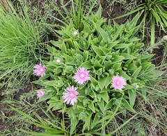 Delosperma ashtonii