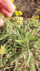 Achillea micrantha