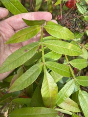 Stigmella intermedia