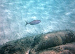 Seriola dumerili