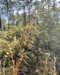 Sorghastrum secundum