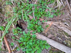 Viola cleistogamoides