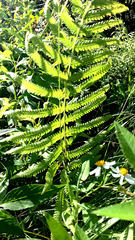 Pelazoneuron kunthii