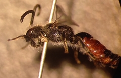 Sphecodes majalis