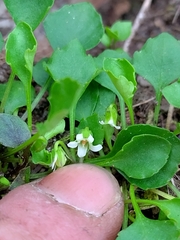 Viola cleistogamoides