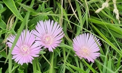 Delosperma ashtonii