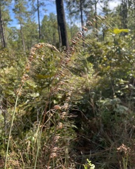 Sorghastrum secundum