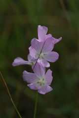 Sidalcea neomexicana