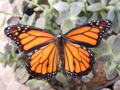 Danaus plexippus plexippus