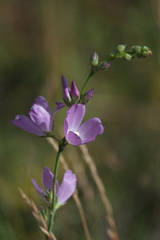 Sidalcea neomexicana