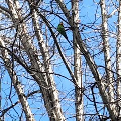 Polytelis swainsonii