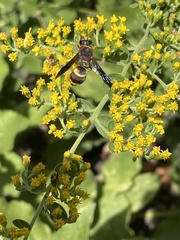 Euodynerus crypticus