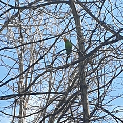 Polytelis swainsonii