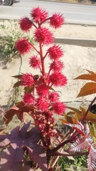 Ricinus communis
