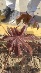 Ricinus communis