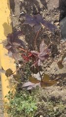 Ricinus communis