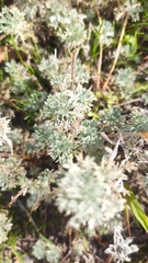 Artemisia frigida
