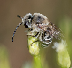 Colletes