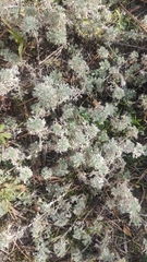 Artemisia frigida