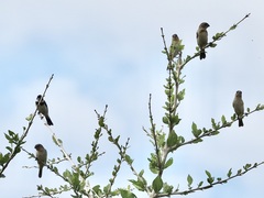 Sporophila morelleti