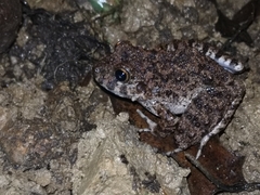 Oreobates quixensis