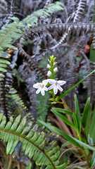 Epidendrum fimbriatum