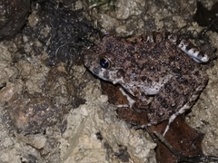 Oreobates quixensis